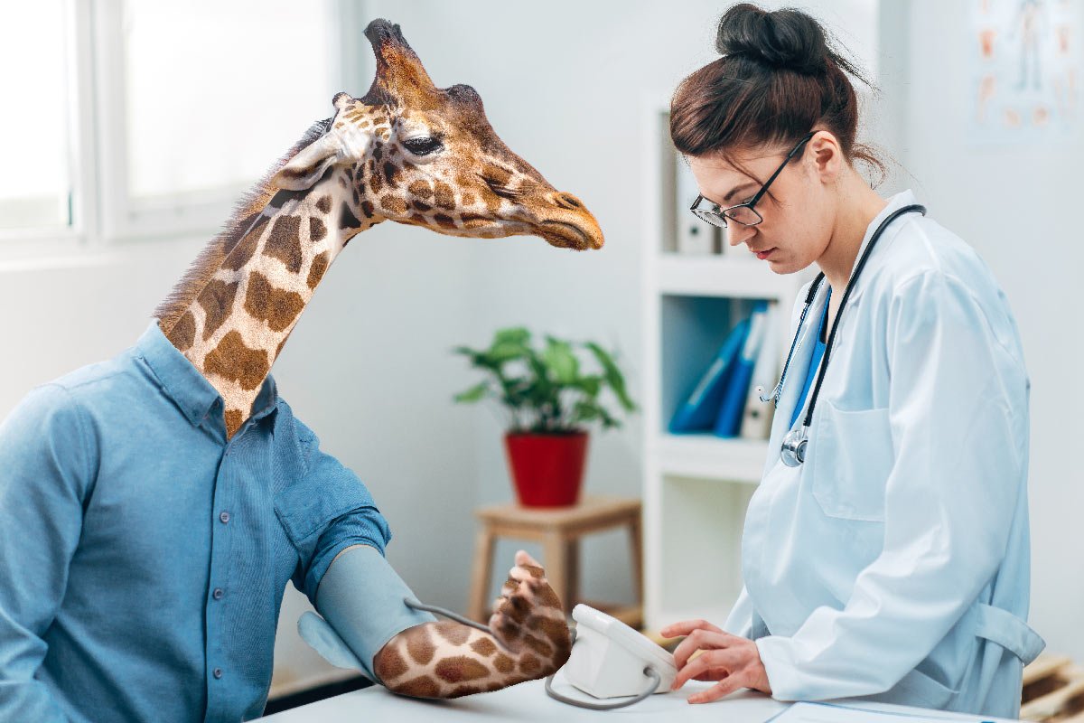Tension artérielle optimale pour les hommes (et les girafes)