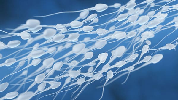 Diet and fertility sperm edited